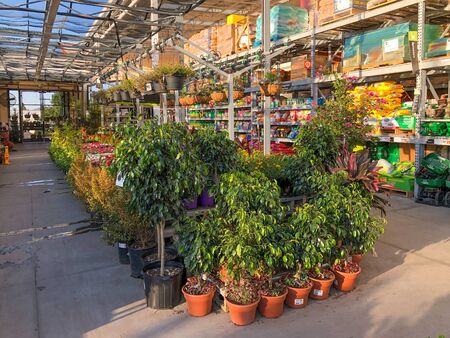 Rows of colorful flowers and plants for sale at a garden nursery at The Home Depot, San Diego, USA. October, 15th, 2019のeditorial素材