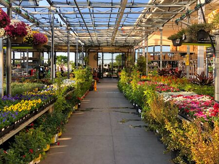 Rows of colorful flowers and plants for sale at a garden nursery at The Home Depot, San Diego, USA. October, 15th, 2019のeditorial素材
