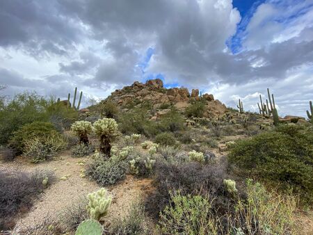 Dry desert landscape with cactus, plants and mountains background with hazy cloudy sky. Arizona desert landscapes, United Statesの写真素材