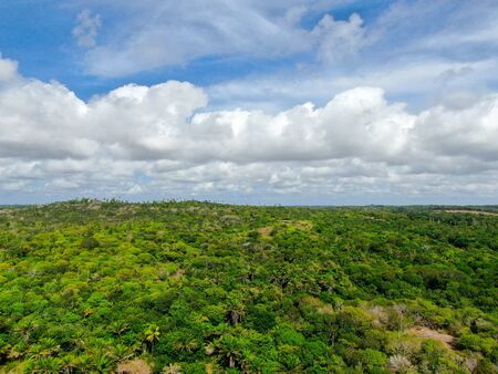 Aerial view of tropical forest, jungle in Praia Do Forte, Brazil. Detailed of a forest supporting lush ferns and palms trees. mountain ranges and hills covered by evergreen forest.の写真素材