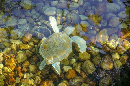 Close up of albino sea turtle. White sea turtle swimming in clear water.