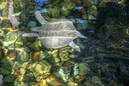 Close up of albino sea turtle. White sea turtle swimming in clear water.の写真素材