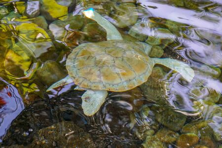 Close up of albino sea turtle. White sea turtle swimming in clear water.