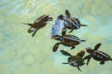 Baby sea turtles hatching swimming and catching food underwater clear sea water.の写真素材