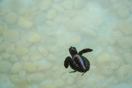 Baby sea turtle hatching swimming and catching food underwater clear sea water.の写真素材