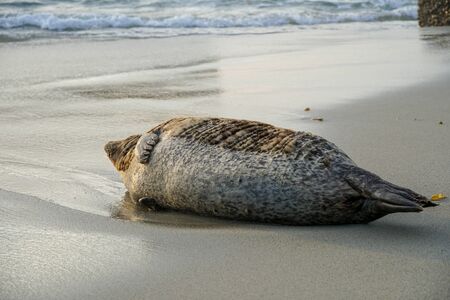 Sea lions and seals napping on a cove under the sun at La Jolla, San Diego, California. The beach is closed from December 15 to May 15 because it has become a favorite breeding ground for seals.の写真素材