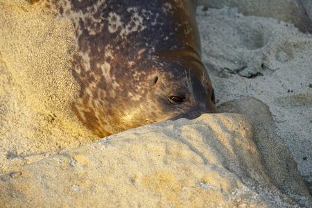 Sea lions and seals napping on a cove under the sun at La Jolla, San Diego, California. The beach is closed from December 15 to May 15 because it has become a favorite breeding ground for seals.の写真素材