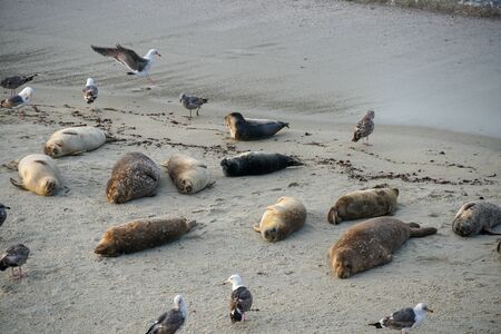 Sea lions and seals napping on a cove under the sun at La Jolla, San Diego, California. The beach is...