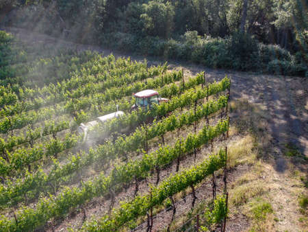 Farm tractor spraying pesticides and insecticides herbicides over green vineyard field. Napa Valley, Napa County, California, USA. April 5th, 2020のeditorial素材