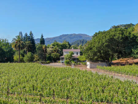 Aerial view of cute classic American white wood house in Napa Valley. Beautiful old craftsman wood familial house. Napa County, California, USA, April 18th, 2020のeditorial素材