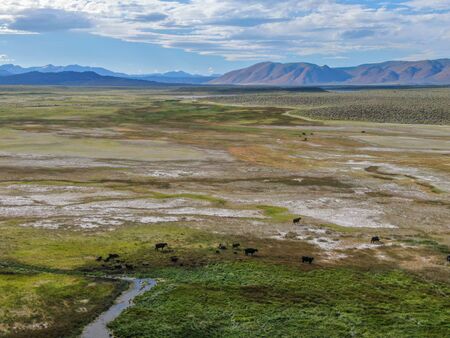 Aerial view of herd of cows in green meadow with mountain on the background. Cows cattle grazing on...