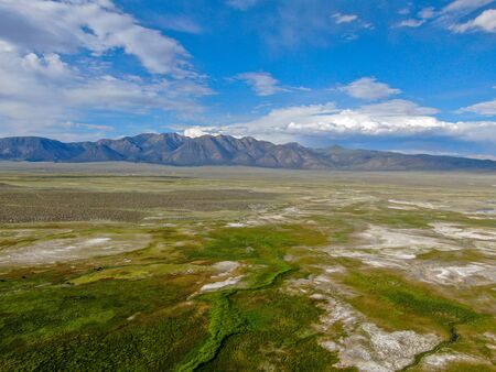 Aerial view of herd of cows in green meadow with mountain on the background. Cows cattle grazing on a mountain pasture next the Lake Crowley, Eastern Sierra, Mono County, California, USA.の写真素材