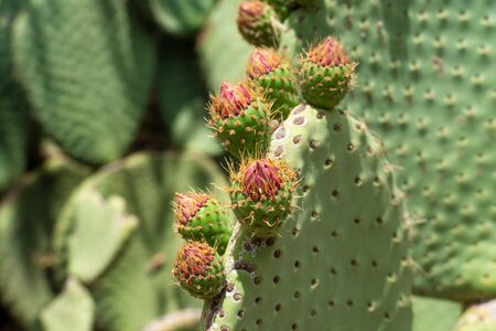 Close up of Opuntia, commonly called prickly pear, is a genus in the cactus family, Cactaceae.の写真素材