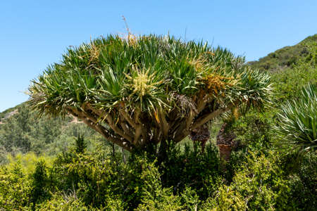 Tropical tree inside Wrigley Memorial and Botanic Garden on Santa Catalina Island, California, USA. June 20th, 2020のeditorial素材