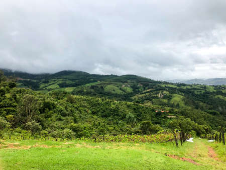 Vineyards in the mountain during cloudy raining season. Grapevines in the green hills. Vineyards for...