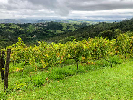 Vineyards in the mountain during cloudy raining season. Grapevines in the green hills. Vineyards for making wine grown in the valleys on rainy days and fog blowing through.の写真素材