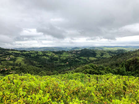 Vineyards in the mountain during cloudy raining season. Grapevines in the green hills. Vineyards for making wine grown in the valleys on rainy days and fog blowing through.の写真素材