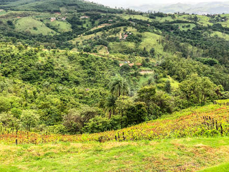 Vineyards in the mountain during cloudy raining season. Grapevines in the green hills. Vineyards for...