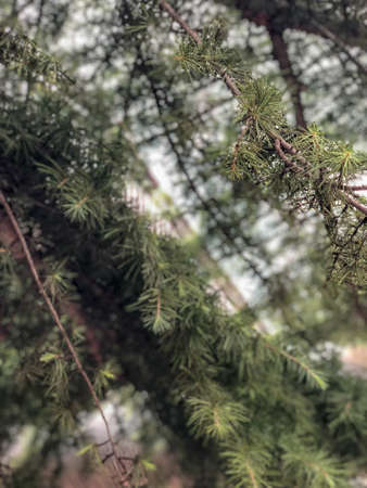 Close up fir-needle tree bark trunk and branches with leafs texture. Background concept. evergreen coniferous trees in the family Pinaceaeの写真素材