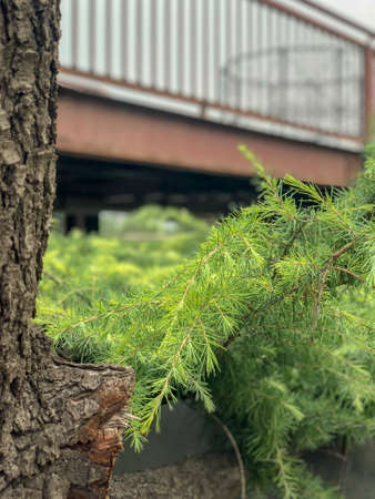 Close up fir-needle tree bark trunk and branches with leafs texture and bridge on the background. Evergreen coniferous trees in the family Pinaceaeの写真素材