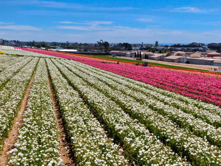 Aerial view of Carlsbad Flower Fields. tourist can enjoy hillsides of colorful Giant Ranunculus flowers during the annual bloom that runs March through mid May. Carlsbad, California, USAの写真素材