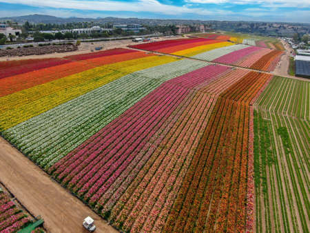 Aerial view of Carlsbad Flower Fields. tourist can enjoy hillsides of colorful Giant Ranunculus flowers during the annual bloom that runs March through mid May. Carlsbad, California, USAの写真素材