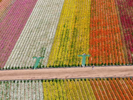 Aerial view of Carlsbad Flower Fields. tourist can enjoy hillsides of colorful Giant Ranunculus flowers during the annual bloom that runs March through mid May. Carlsbad, California, USAの写真素材