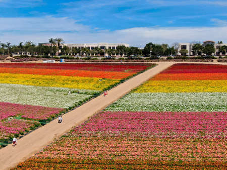 Aerial view of Carlsbad Flower Fields. tourist can enjoy hillsides of colorful Giant Ranunculus flowers during the annual bloom that runs March through mid May. Carlsbad, California, USA.の写真素材