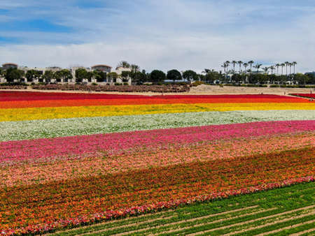 Aerial view of Carlsbad Flower Fields. tourist can enjoy hillsides of colorful Giant Ranunculus...