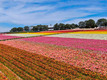 Aerial view of Carlsbad Flower Fields. tourist can enjoy hillsides of colorful Giant Ranunculus flowers during the annual bloom that runs March through mid May. Carlsbad, California, USAの写真素材