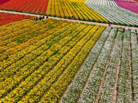 Aerial view of Carlsbad Flower Fields. tourist can enjoy hillsides of colorful Giant Ranunculus flowers during the annual bloom that runs March through mid May. Carlsbad, California, USA.の写真素材