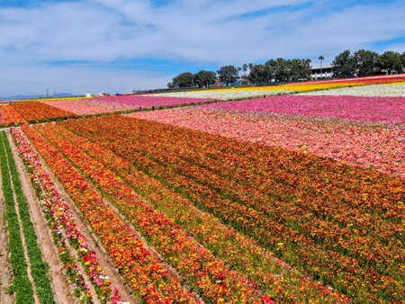 Aerial view of Carlsbad Flower Fields. tourist can enjoy hillsides of colorful Giant Ranunculus...