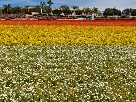 Aerial view of Carlsbad Flower Fields. tourist can enjoy hillsides of colorful Giant Ranunculus flowers during the annual bloom that runs March through mid May. Carlsbad, California, USAの写真素材