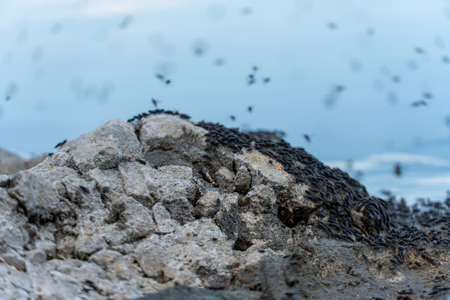 Swarm of flying mosquitoes and insects around the lake during hot summer