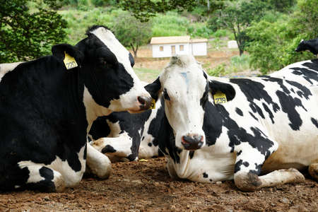 A herd of black and white cows resting in a meadow