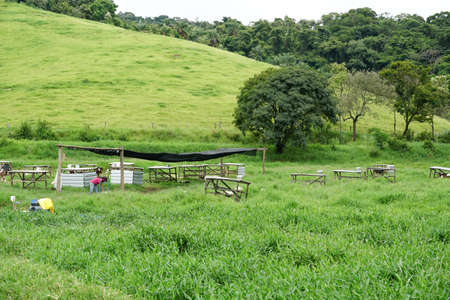 Cows grazing on a green field with farmer milking the cow. Amparo, State of Sao Paulo, Brazil....