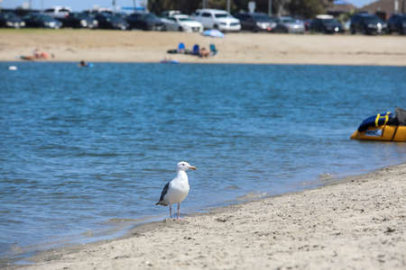 Mission Bay and Beaches in San Diego, California. USA. Community built on a sandbar with villas, sea port and recreational Mission Bay Park. Californian beach-lifestyle. October 20th, 2020のeditorial素材