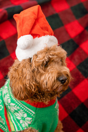 Cavapoo dog with Christmas clothes, dog Christmas concept, mixed -breed of Cavalier King Charles...