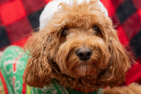 Cavapoo dog with Christmas clothes, dog Christmas concept, mixed -breed of Cavalier King Charles Spaniel and Poodle.の写真素材