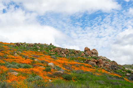 California Golden Poppy and Goldfields blooming in Walker Canyon, Lake Elsinore, CA. USA. Bright orange poppy flowers during California desert super bloom spring season.の写真素材