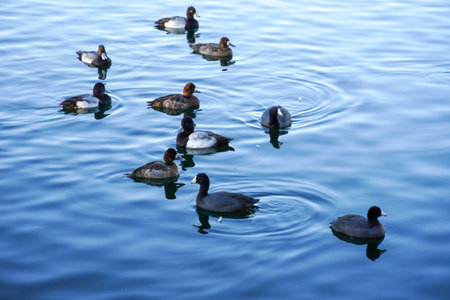 Colorful duck on blue water, duck on the lakeの写真素材