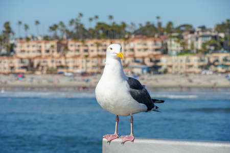 Close up of seagull standing on a pier with sea and coastline on the background. Seagull waiting on the Oceanside Pier. In North San Diego, California, USA.の写真素材