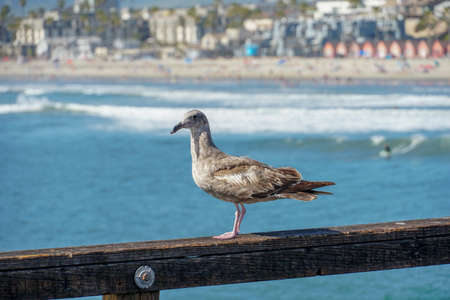Close up of seagull standing on a pier with sea and coastline on the background. Seagull waiting on the Oceanside Pier. In North San Diego, California, USA.の写真素材