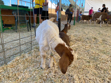 Goats at the pet zoo in San Diego, California, USA. October 12th, 2021のeditorial素材