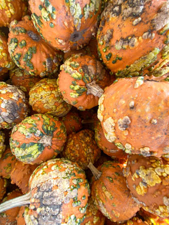 Large piles scattering of small pumpkins and gourds at a pumpkin patch in October for a Fall...