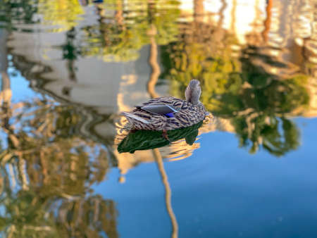 Mallard duck swimming on a pond with clear water while looking for foodの写真素材