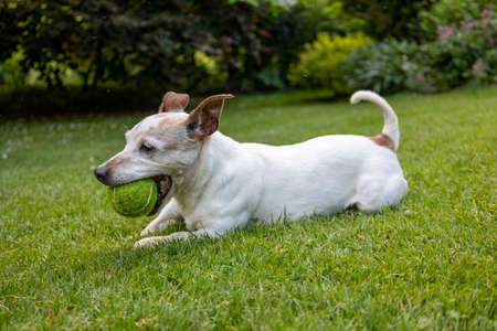 Happy Jack Russell Terrier Dog playing with ball on green grass lawn