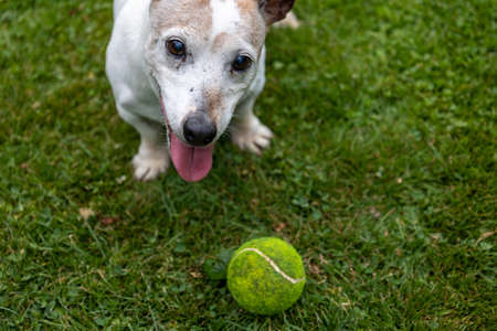 Happy Jack Russell Terrier Dog playing with ball on green grass lawn