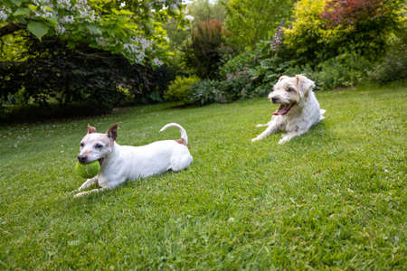 Two Jack Russell Terrier Dogs resting on the green grass lawn.の写真素材