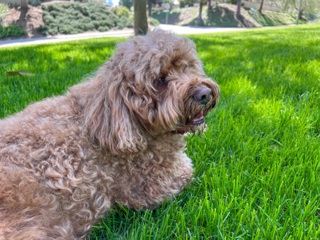 Cute Fluffy Cavapoo Dog on the Grass in a Parkの写真素材